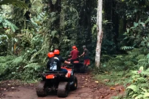 Tree Roots and Natural Obstacles